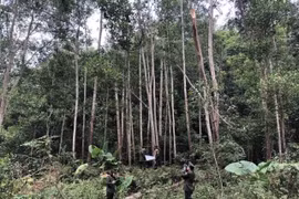 Forestry sector targets 14 billion USD from exports in 2021
