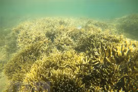 Ninh Thuan works to protect marine bio-diversity