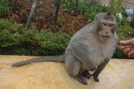 Da Nang urges protection of endangered primate population