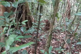 Binh Phuoc releases rare animals back into the wild