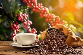 Coffee tourism offers chance for Vietnam’s agro-tourism: webinar