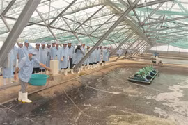 Bac Lieu strives to become national shrimp industry’s centre