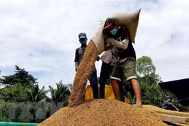 Vietnamese rice price increases in domestic, foreign markets