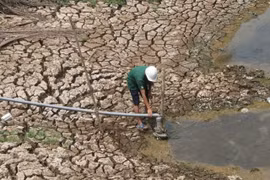 Mekong Delta takes measures against saltwater intrusion