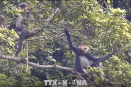Quang Nam to expand habitat of grey-shanked douc langur 