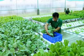 Kien Giang to spend 1.3 million USD on improving cooperatives