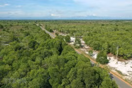 Ben Tre province to plant 10 million trees in five years