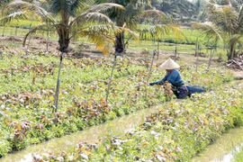 Tien Giang expands crop-rotation cultivation, improves productivity