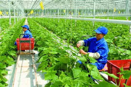 Vietnam eyes green and sustainable agriculture 