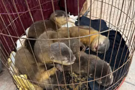Nearly 480 wild animals rescued in H1