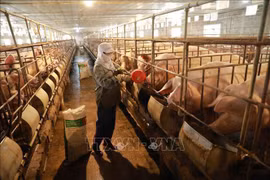 Building disease-free zone - key to animal husbandry: Minister