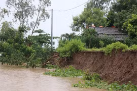 Erosion detected in Ca Mau’s coastal embankment
