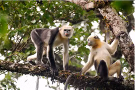 Efforts needed to conserve rare primates in Ha Giang
