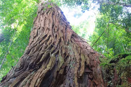 Quang Nam province sets up national park