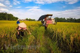 Steering committee talks review of implementation of Party resolution on agriculture