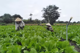 Tien Giang invests 650,000 USD in irrigation projects along coastal districts 
