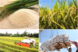 Rice exports up nearly 50% in January-February