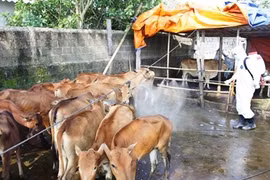 Vietnam proactive in preventing animal disease spread
