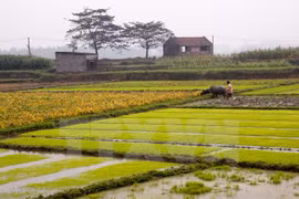 Rice crops yield higher despite El Nino