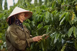 NESCAFE Plan project encourages farmers to carry out sustainable coffee development. 