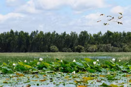 Eco-friendly tour launched at Tram Chim National Park