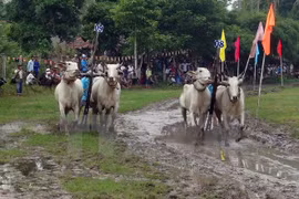 Oxen race at Khmer Dolta festival in An Giang