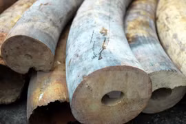 Major wildlife product trafficking case uncovered in Hanoi