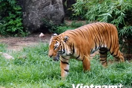 Only 20 Indochinese left in Vietnam