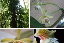 New flora species discovered in Khanh Hoa natural reserve