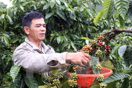  Agro-forestry-fishery exports down 5 percent in nine months