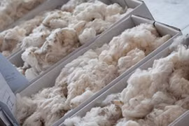  Australia, Vietnam increase cooperation in wool sector