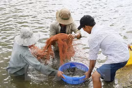 Shrimp sector hopes to recover exports to US