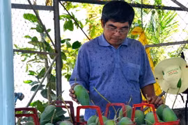  Japan helps boost Dong Nai’s mangoes export