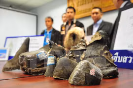 Customs sector calls for joint efforts against wildlife trafficking