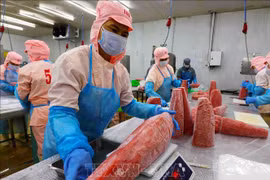 Workers process tuna for export. (Photo: VNA)