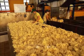 Rubber processing at a factory of Phu Rieng company. (Photo: VNA)