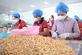 Processing cashews for export at a factory in Bình Phước Province. Việt Nam's cashew nut exports in the first eight months of 2024 reached 486,470 tonnes (Photo: VNA)