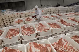 The chilled pork processing line of Masan Meatlife's factory in Hà Nam Province. (Photo: VNA)