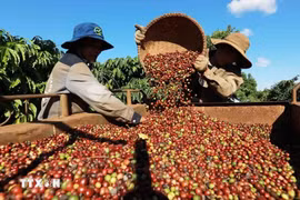 Coffee harvesting in the growing area of ​​Simexco Daklak Company, Buon Ma Thuot city, Dak Lak province (Photo: VNA)