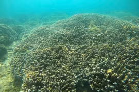 Nha Trang Bay covers nearly 250 km2 and is one of the 16 marine protected areas in Vietnam. (Photo: VNA)