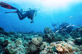 Nha Trang ranked among top 5 most beautiful diving destinations in Asia