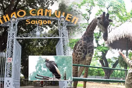 Protecting animals for civilized, sustainable tourism