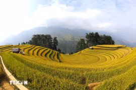 Golden season in Mu Cang Chai – A breathtaking landscape
