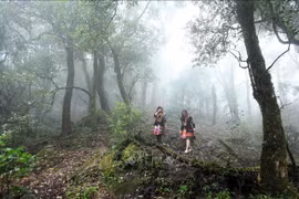 Lai Chau developing tourism associated with forest protection