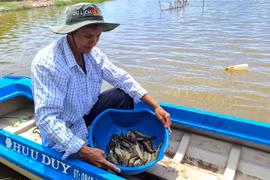 Rice-shrimp cultivation has proved its efficiency in climate change adaption and income improvement (Photo: VNA)