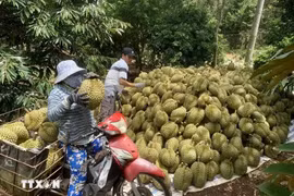 Harvesting organically-produced durians. (Photo: VNA)
