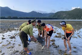 The turtle is returned to the sea. (Photo: moitruong.net.vn)