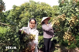 Hung Yen is ready to export longan to Japan. (Photo: VNA)