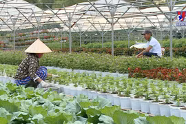 Da Nang prepares for Tet flower season