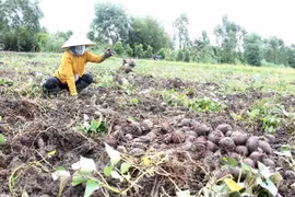 Sweet potato to be officially exported to China